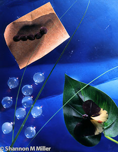 Caterpillar-Butterfly