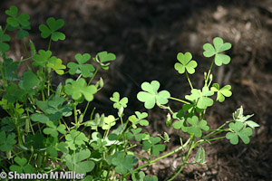Clover Patch 1