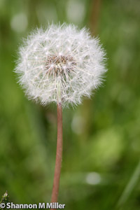 Dandelion