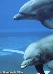 Dolphins at Genovese Aquarium