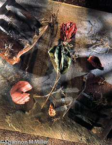 Dried Rose