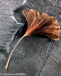 Ginkgo Leaf with Glass