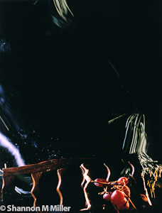 Grapes with Waterfall