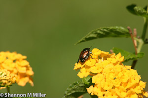 Japanese Beetle
