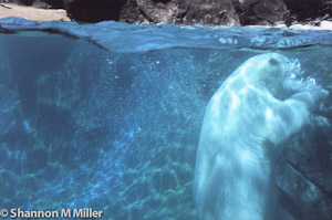 Polar Bear under Water