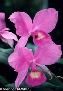 Purple Orchid
