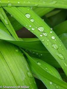 Rain Drops on Foliage