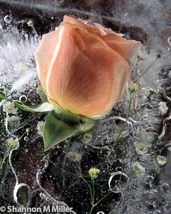 Rose In Ice