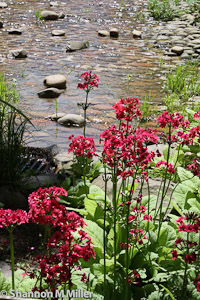 Stream with Pink Flowers
