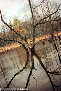 Swamp Tree