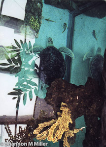 Turtle at Genovese Aquarium