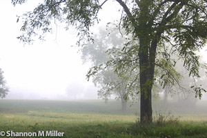 Walnut Tree Backlit in Fog